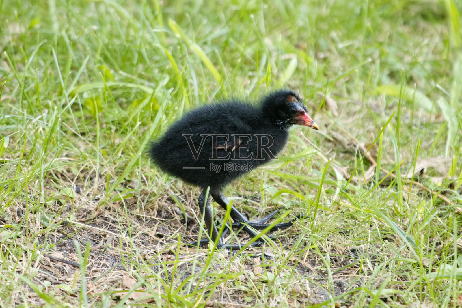 草地上普通的红母鸡雏鸡，绿鸡照片摄影图片