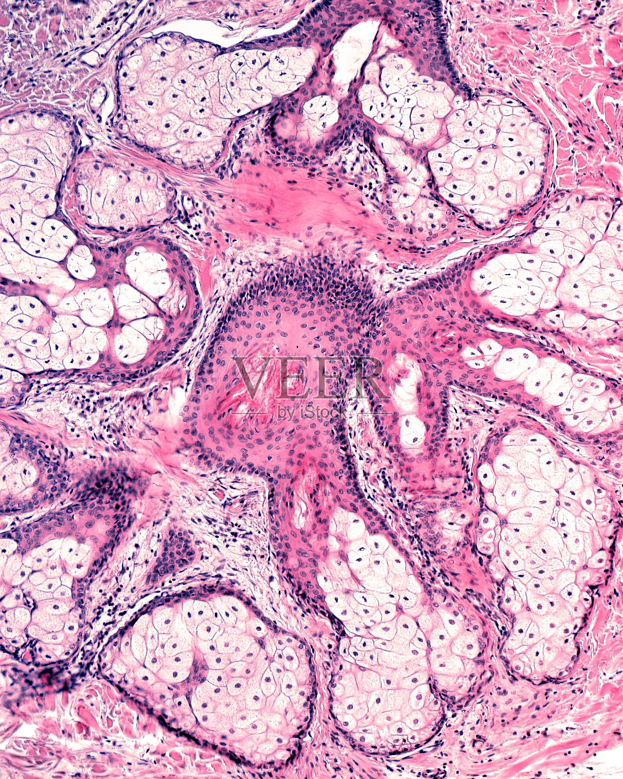 人类的皮肤。皮脂腺照片摄影图片