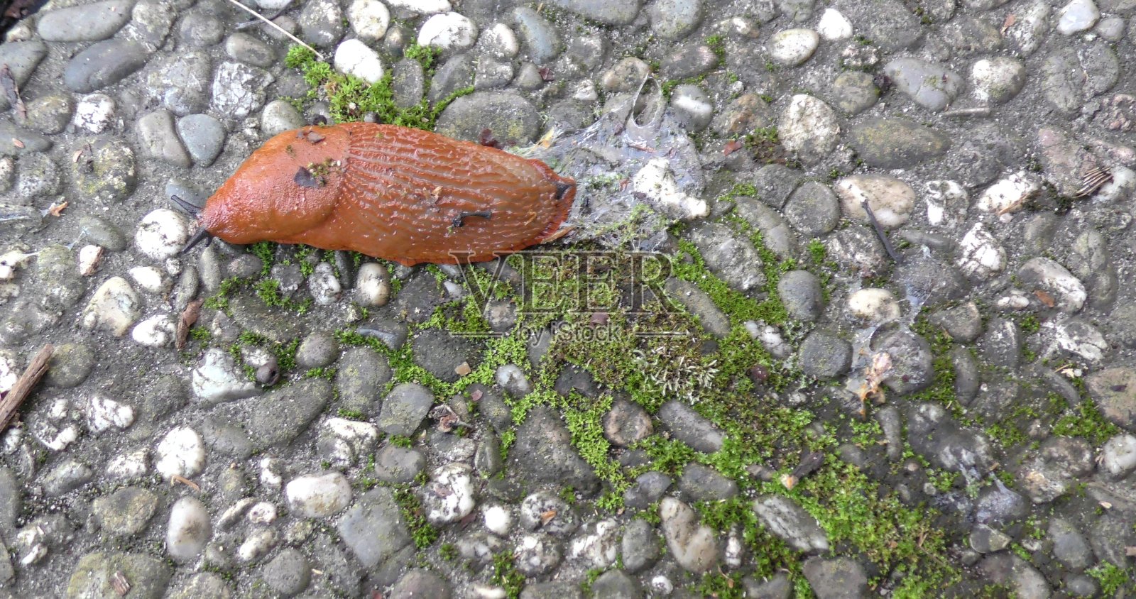 棕色的大鼻涕虫在水泥路上爬行照片摄影图片