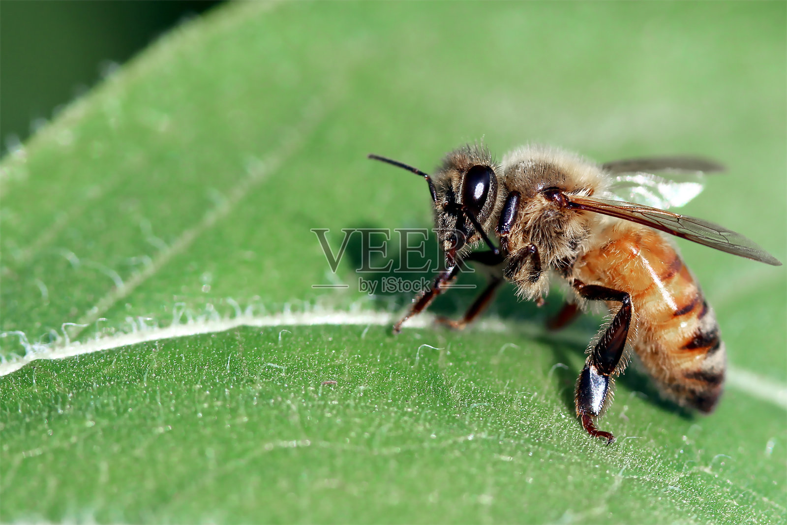 蜜蜂靠近向日葵的叶子照片摄影图片