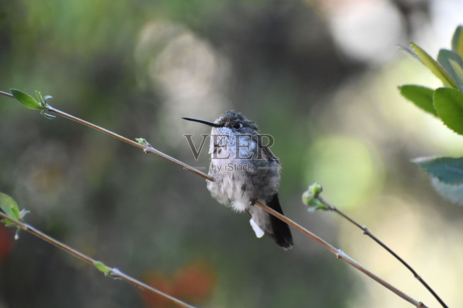 Broad-tailed蜂鸟照片摄影图片