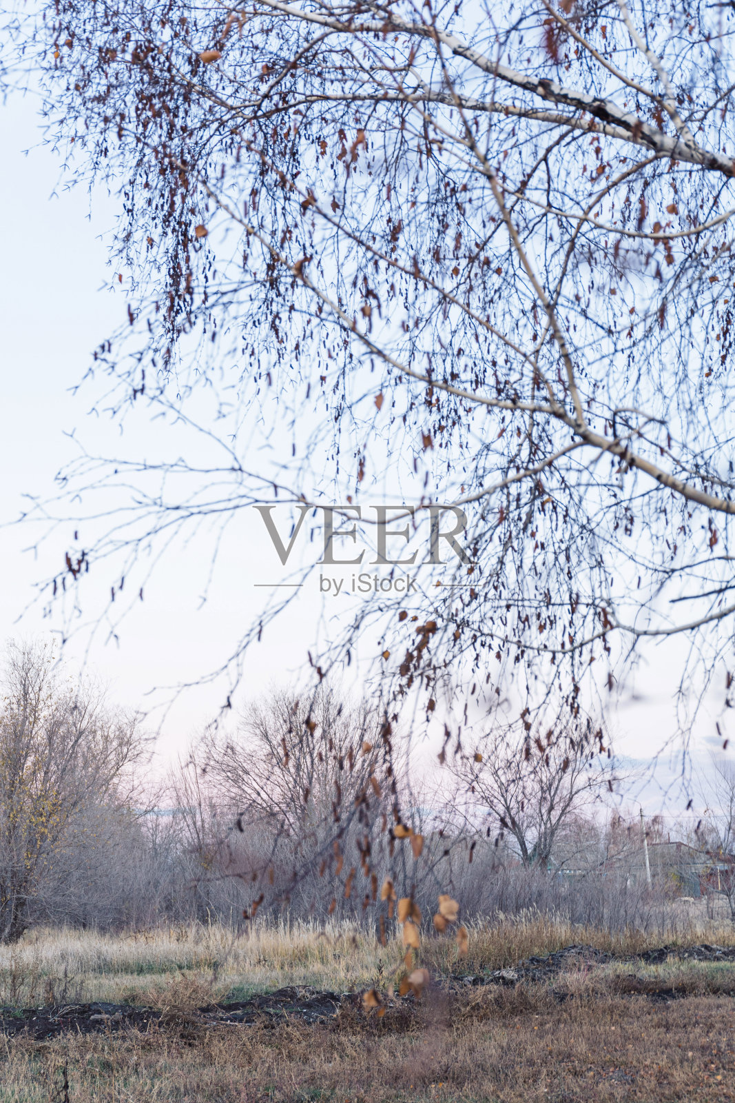 深秋的树木，枯草和落叶在户外。秋天的本性。平静自然的背景，柔和的色彩。照片摄影图片