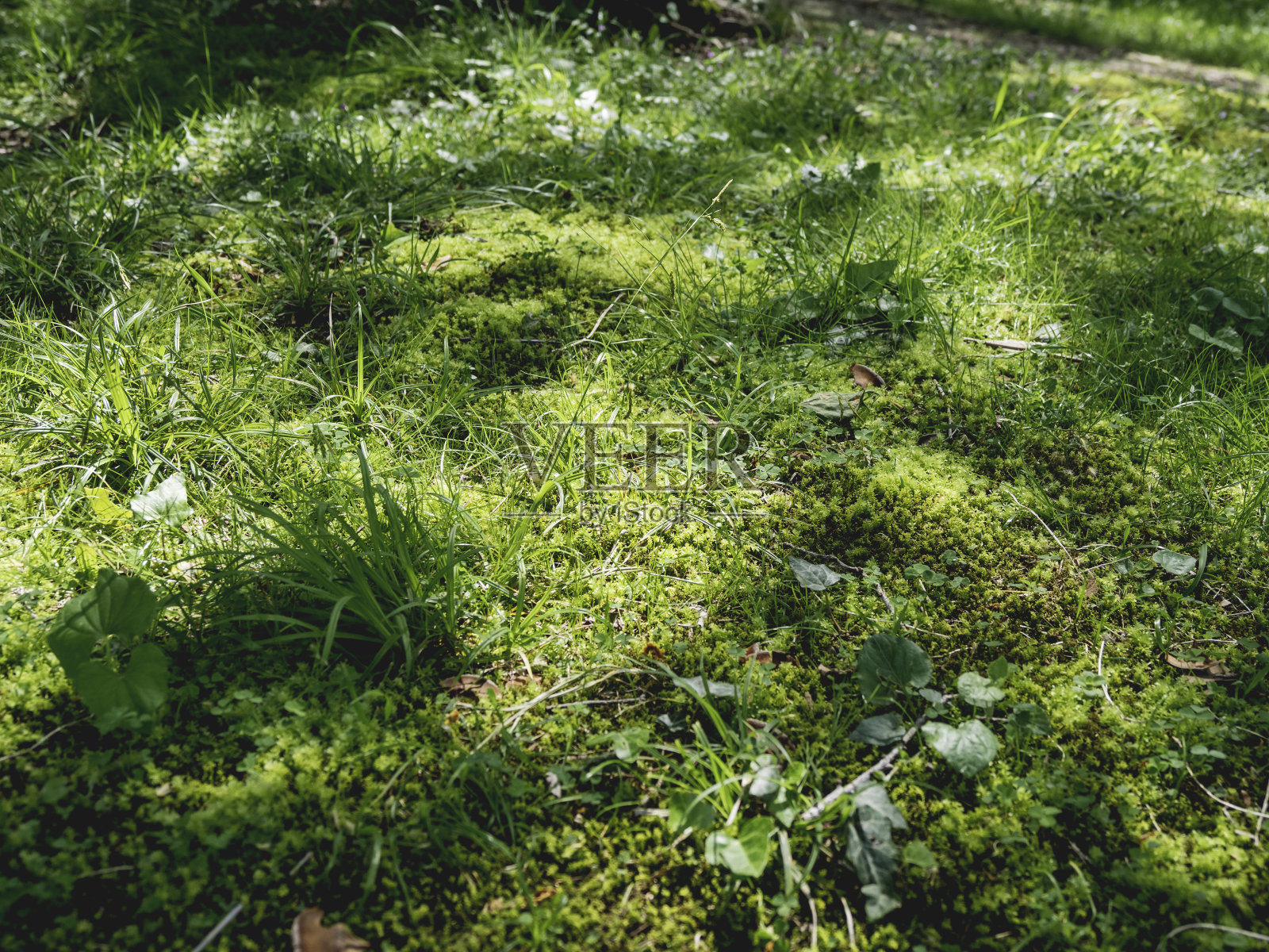 阳光照在绿色的草地上。自然背景与草坪在春天阳光明媚的日子。阳光照射在树底的苔藓和植物上。照片摄影图片