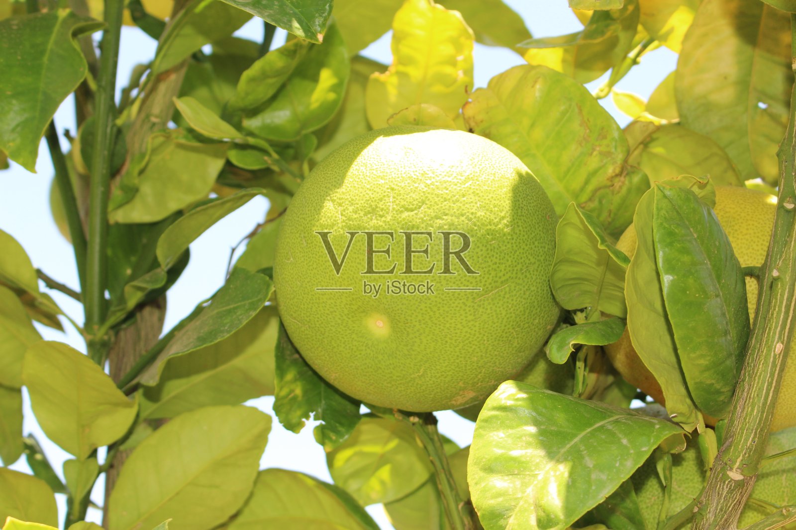 树上结了“柚子”照片摄影图片