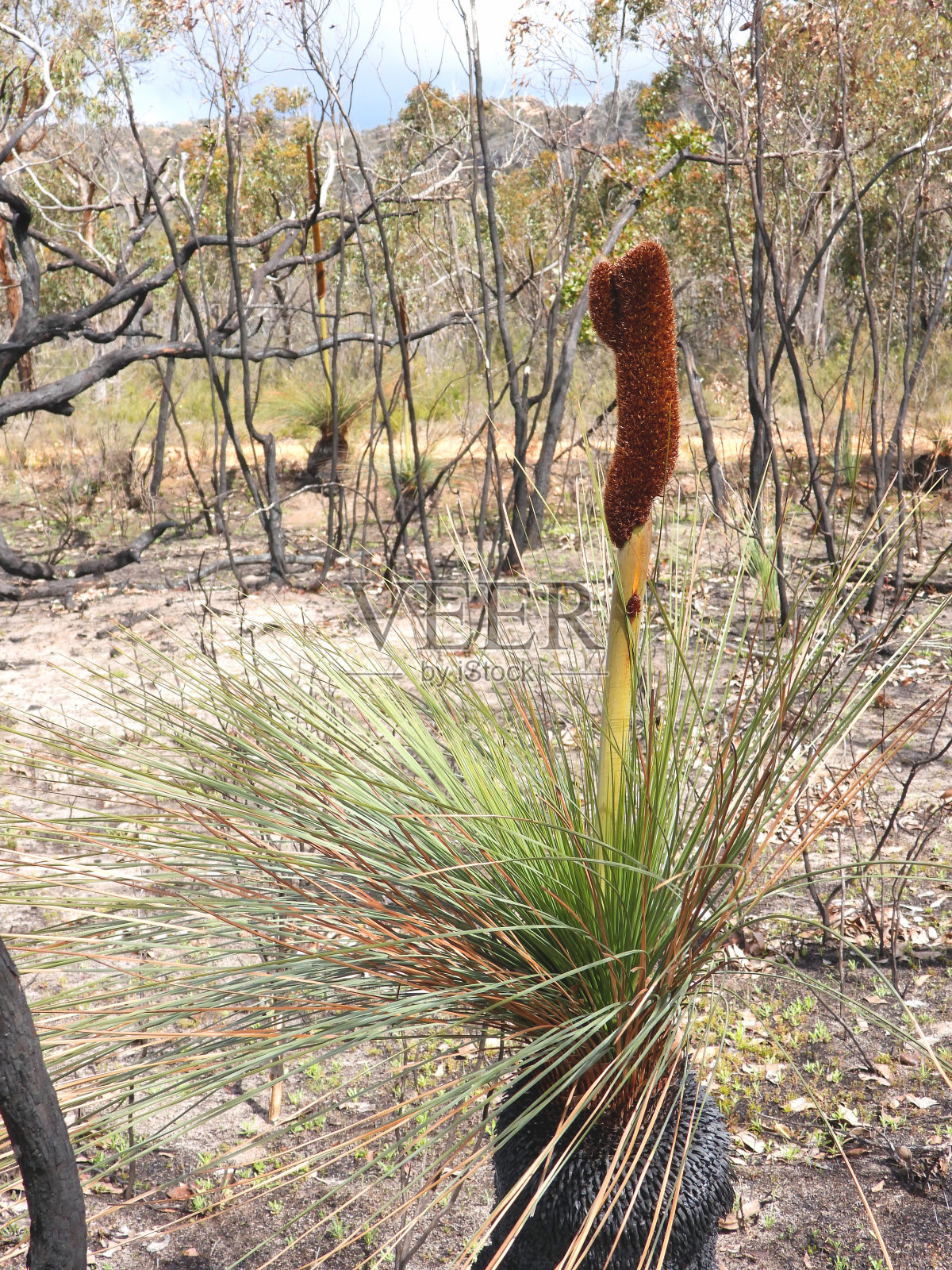 格兰屏山区,维多利亚,澳大利亚照片摄影图片