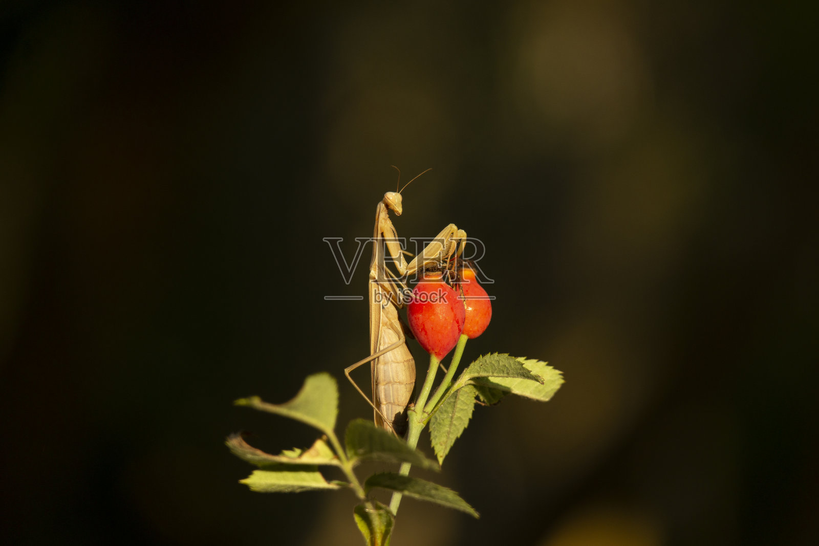 螳螂照片摄影图片