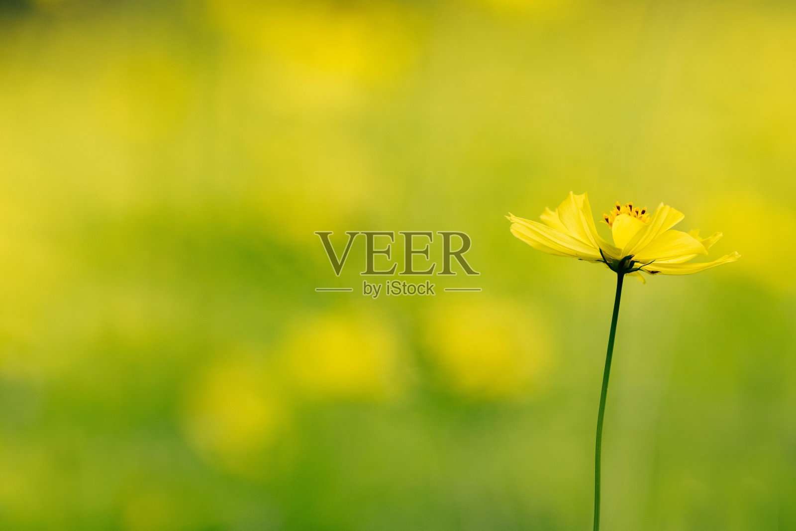 日本的黄色宇宙田照片摄影图片