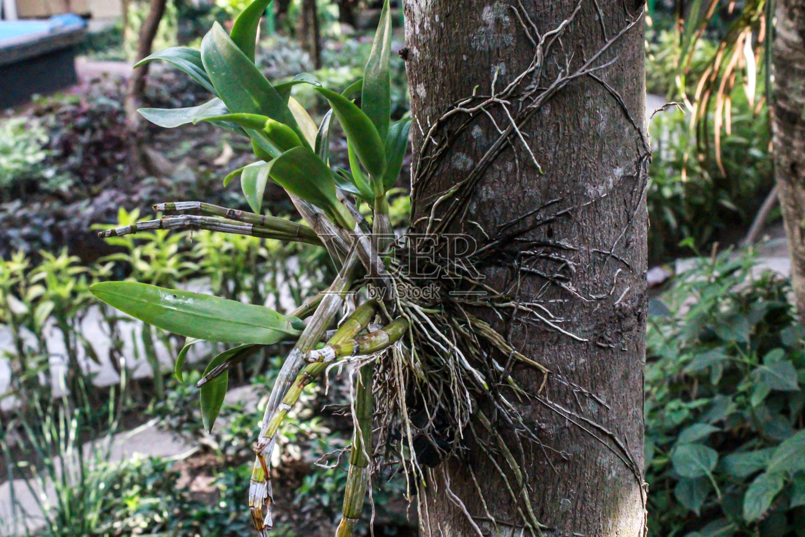 兰花的根照片摄影图片