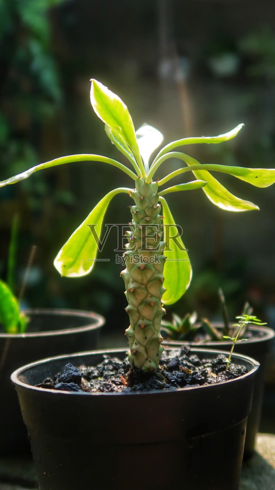 我花园里的花盆里有仙人掌照片摄影图片