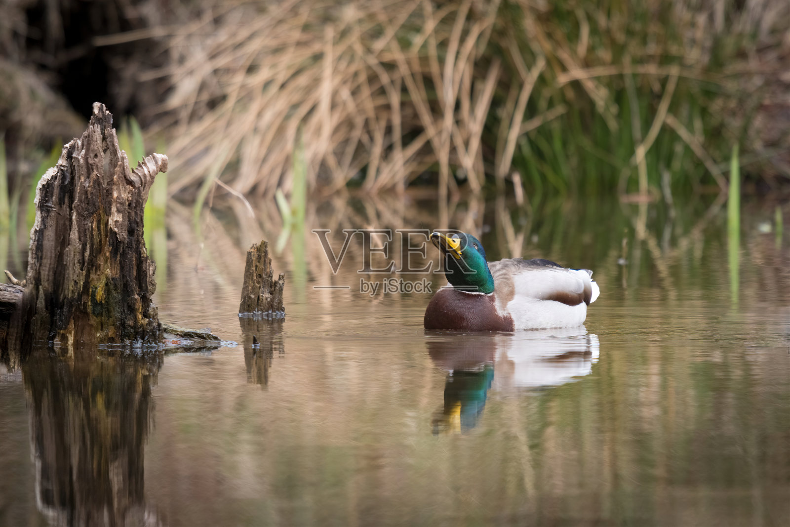 绿头鸭照片摄影图片