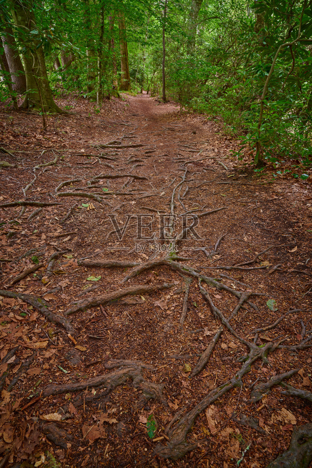 树木的根在茂密的森林里的小径上。照片摄影图片
