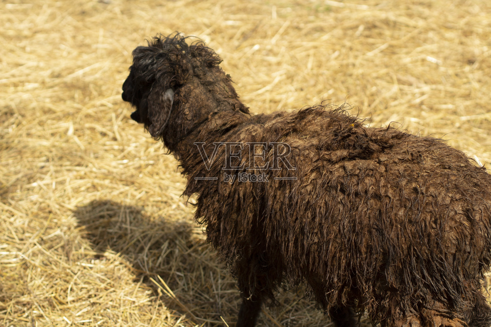 农场里的害群之马。在乡下，动物是夏天。照片摄影图片