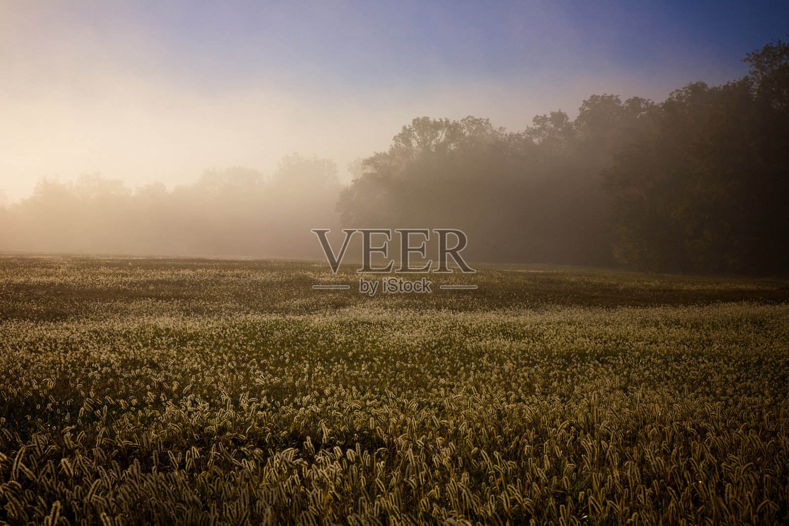 雾气弥漫的田野，草地上有露珠。照片摄影图片