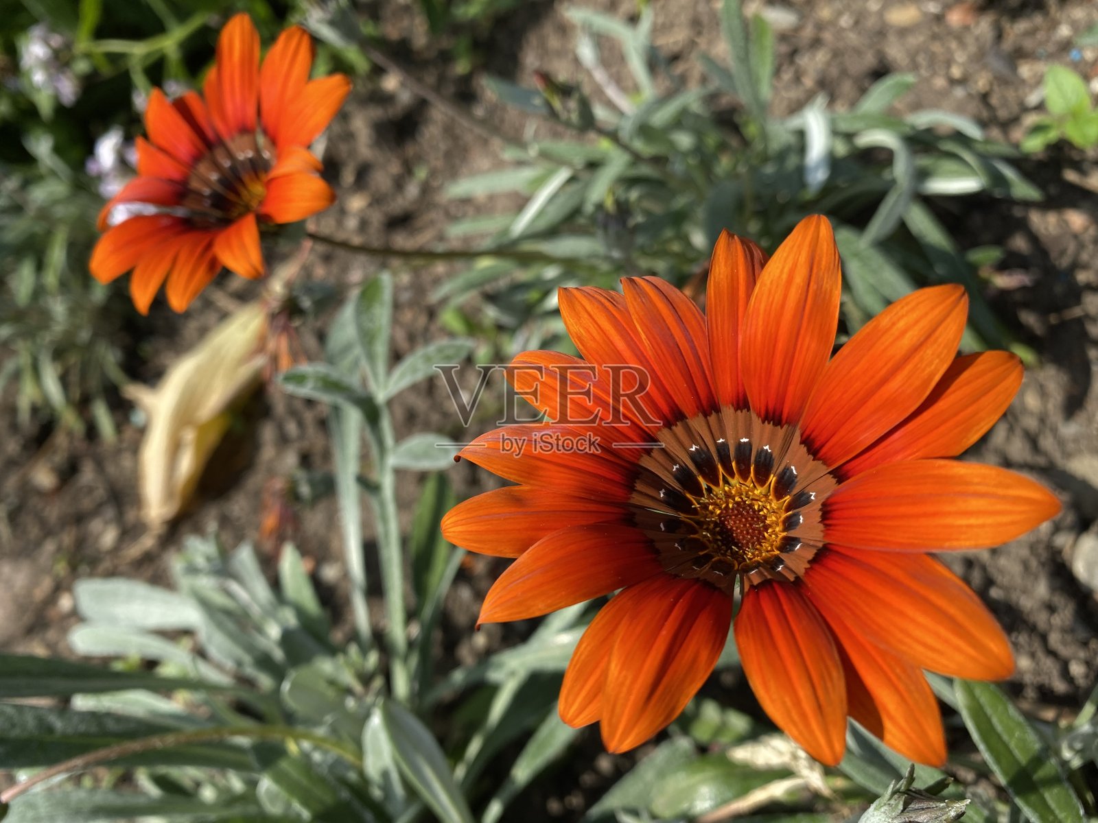 Gazania品种‘Cooper King’(Gazania杂种‘Cooper King’)或Gazania杂种‘Kupferglut’或Gazanija杂种‘Bakreni kralj’照片摄影图片