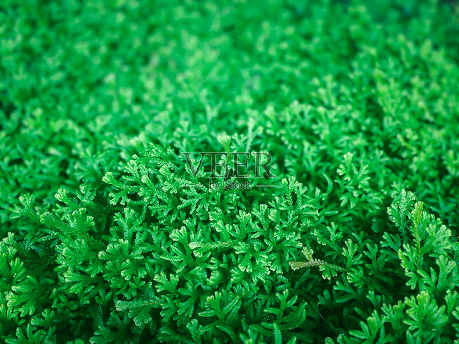 绿色背景的自然植物和叶子照片摄影图片