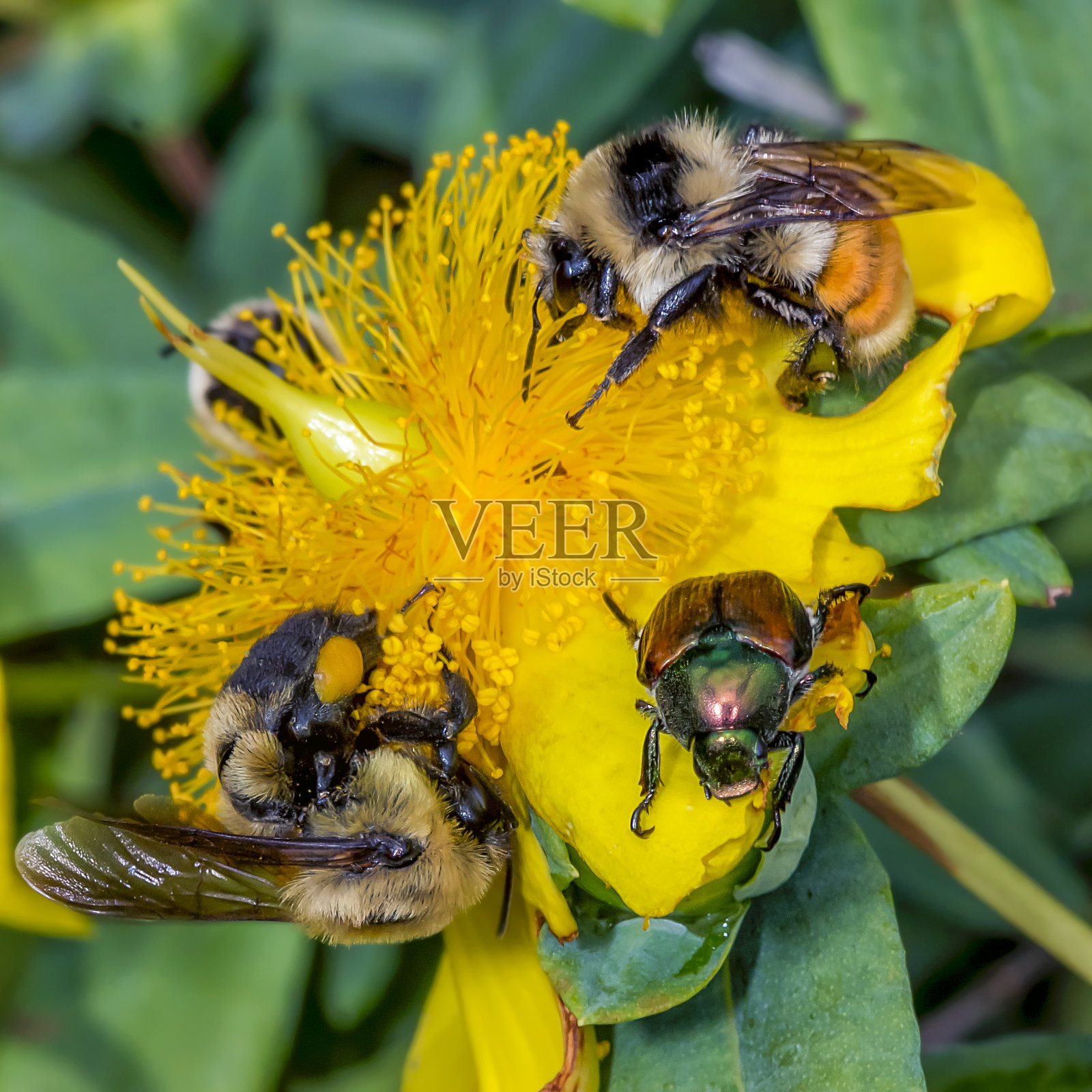 大黄蜂和日本甲虫照片摄影图片
