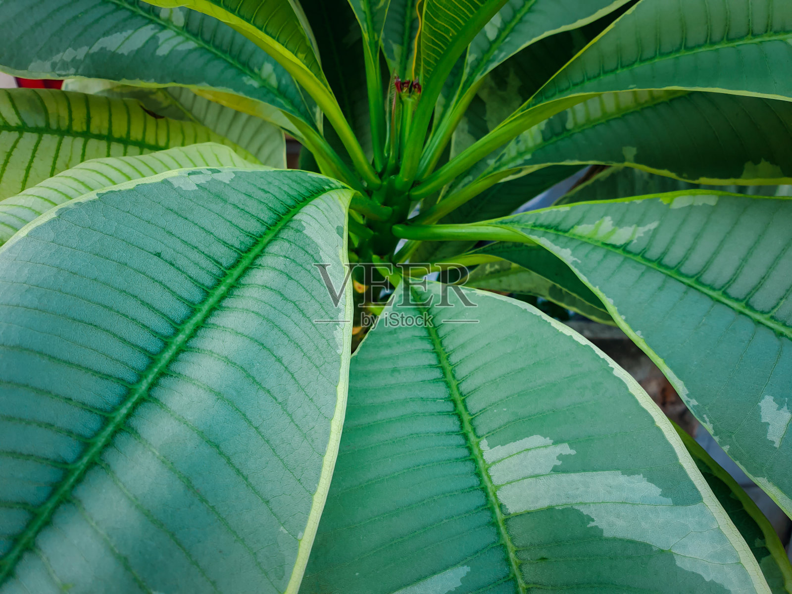 绿色背景的自然植物和叶子照片摄影图片