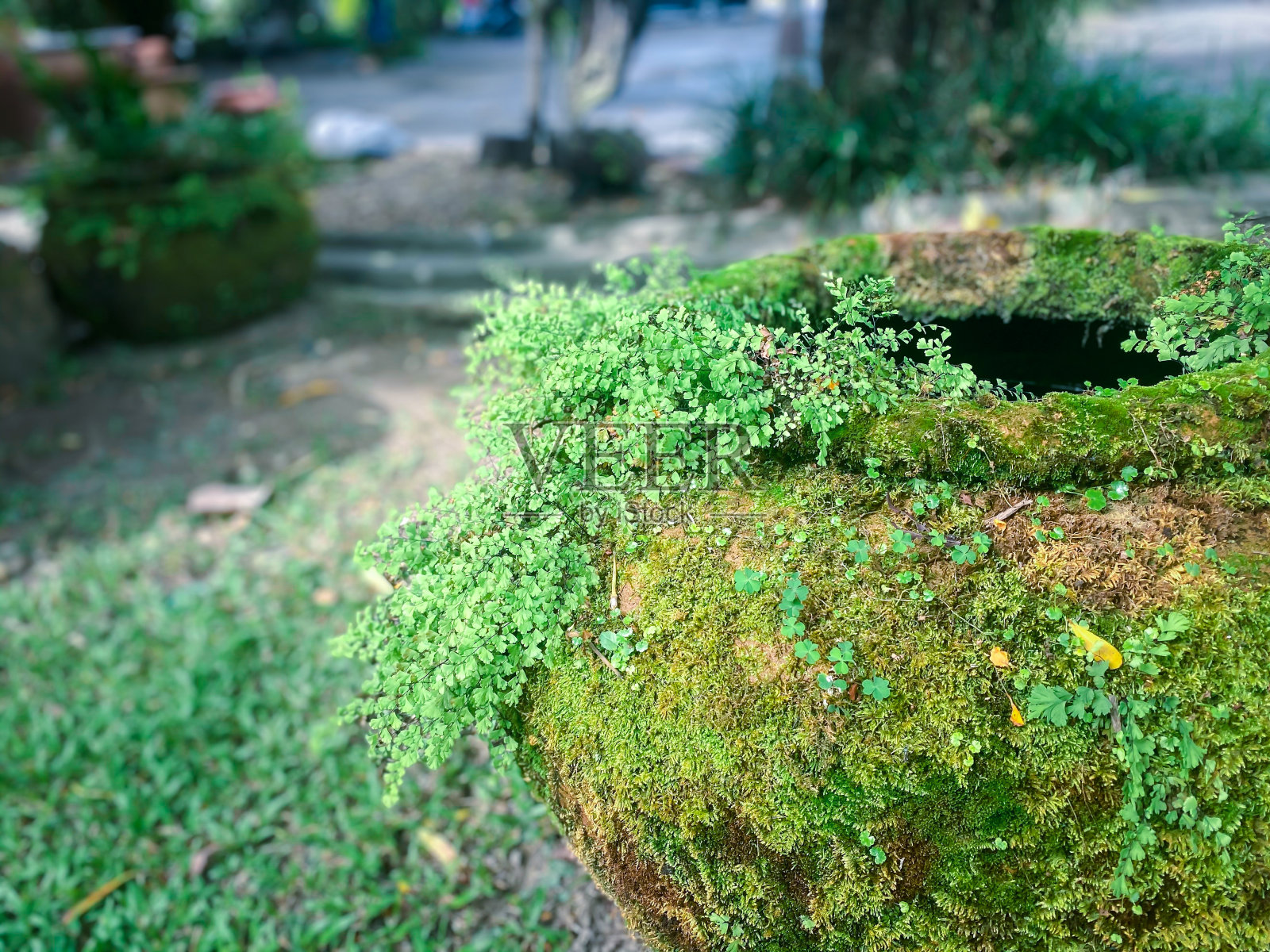 大陶罐由粘土制成，上面覆盖着青苔照片摄影图片