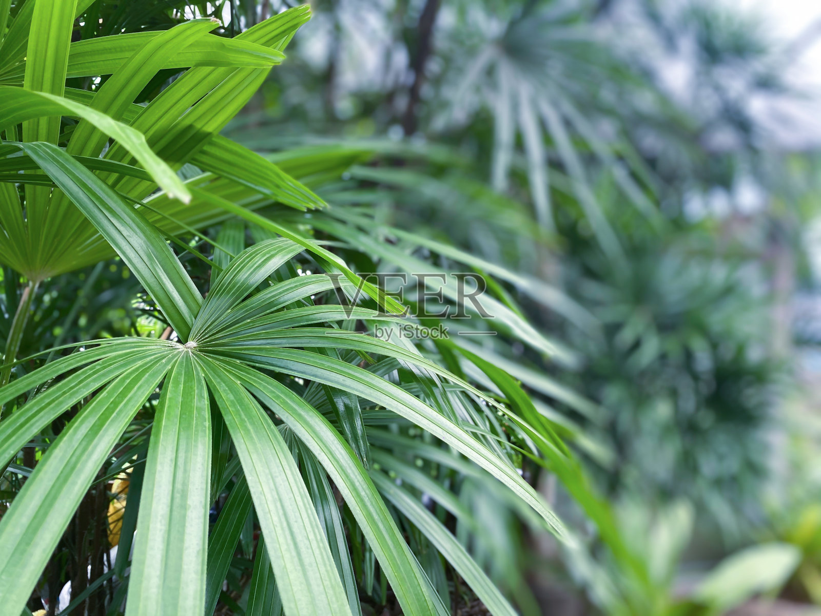 绿色背景的自然植物和叶子照片摄影图片