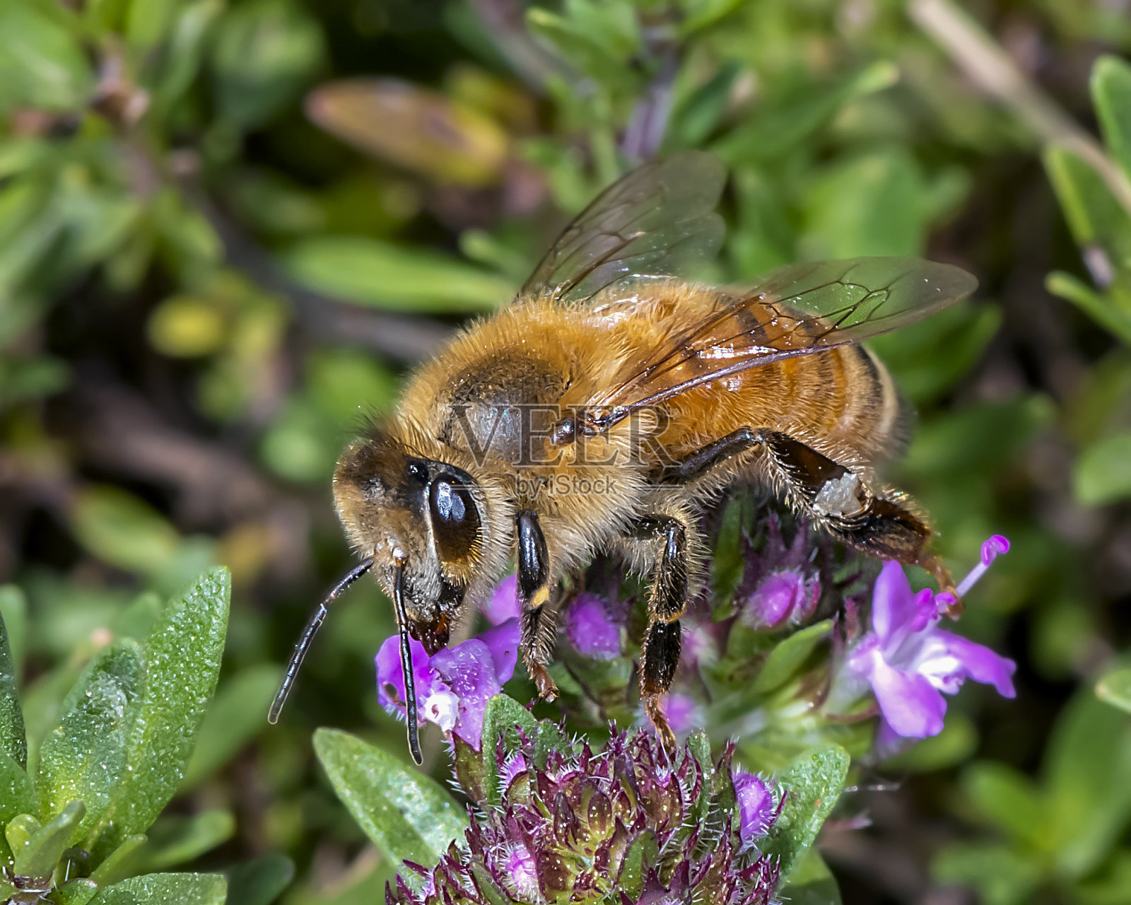蜜蜂给花授粉照片摄影图片