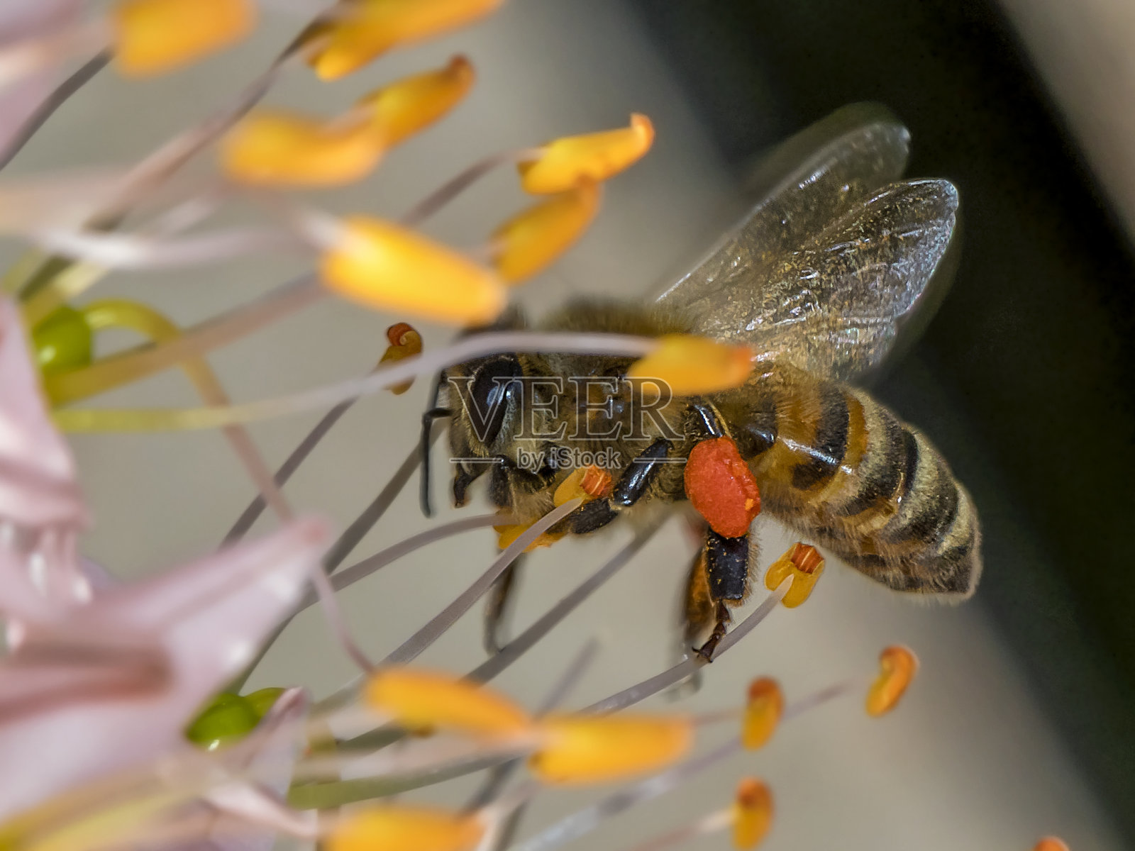 蜜蜂给花授粉照片摄影图片