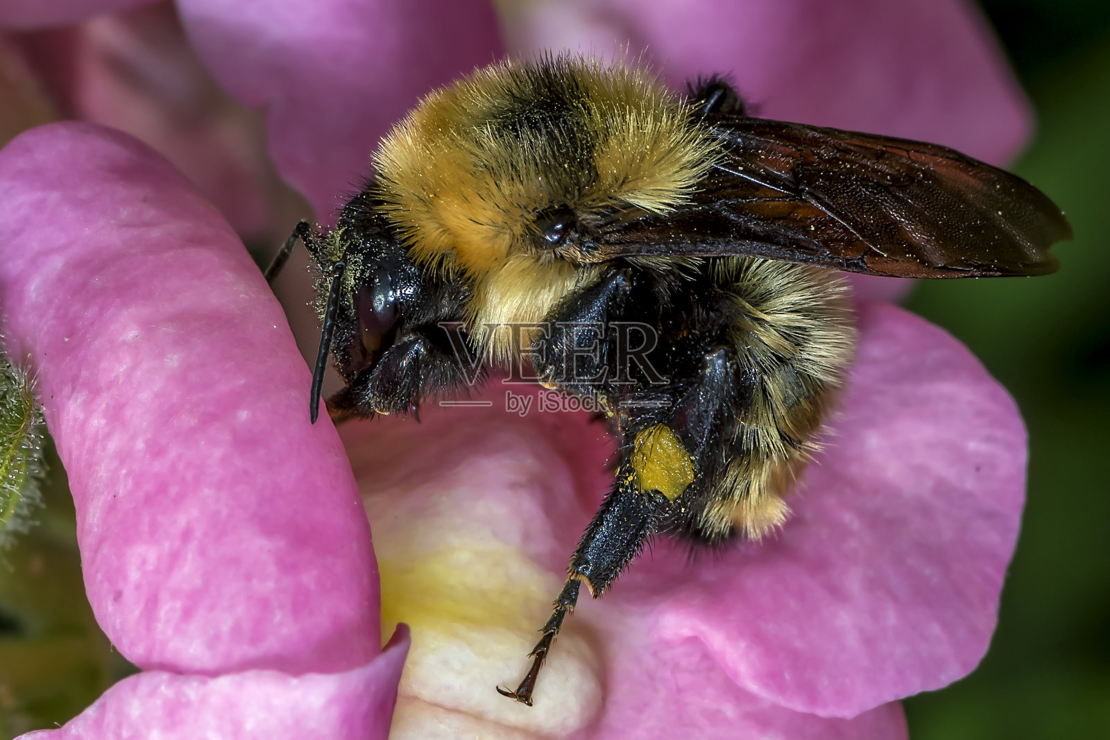 大黄蜂授粉的花朵照片摄影图片