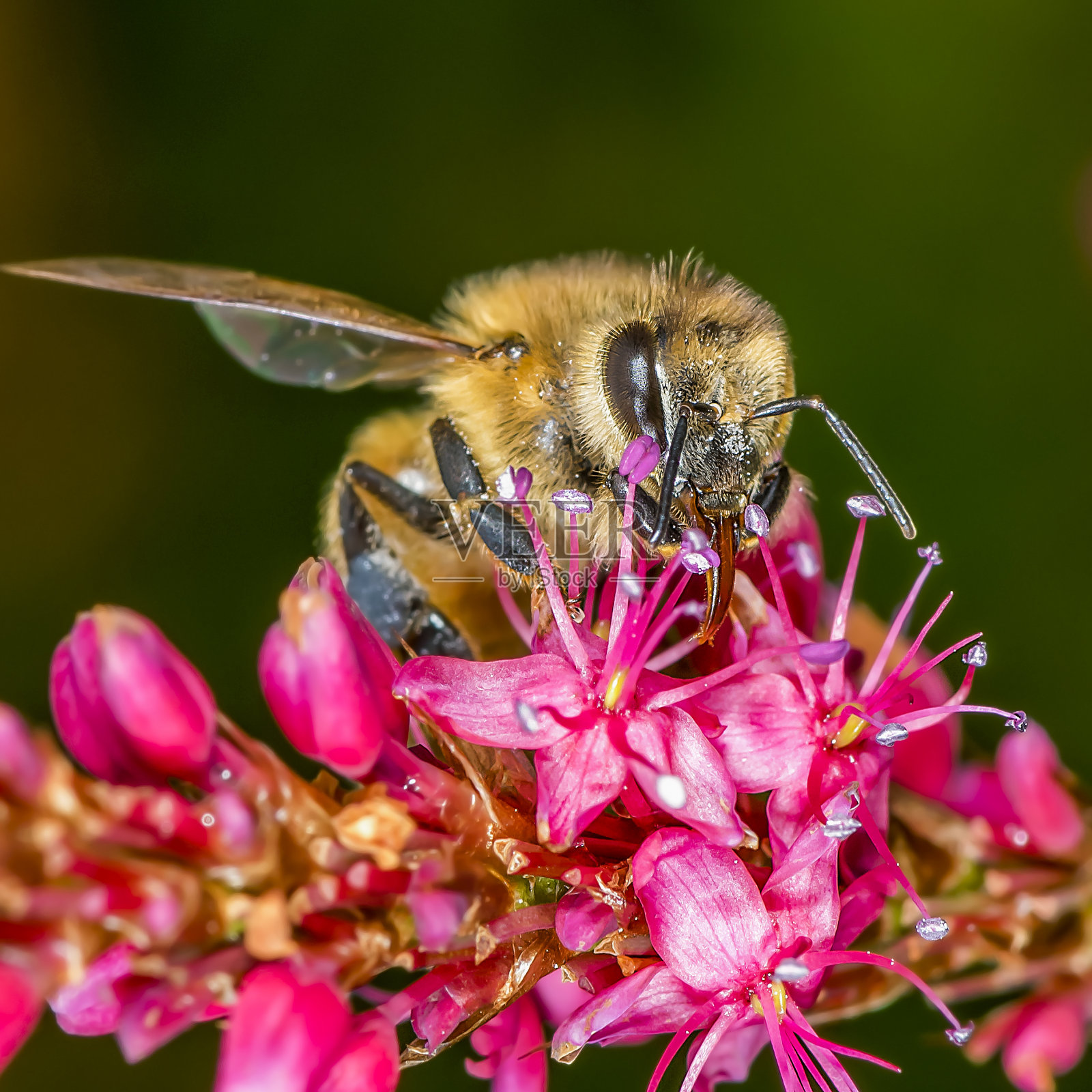 蜜蜂给花授粉照片摄影图片