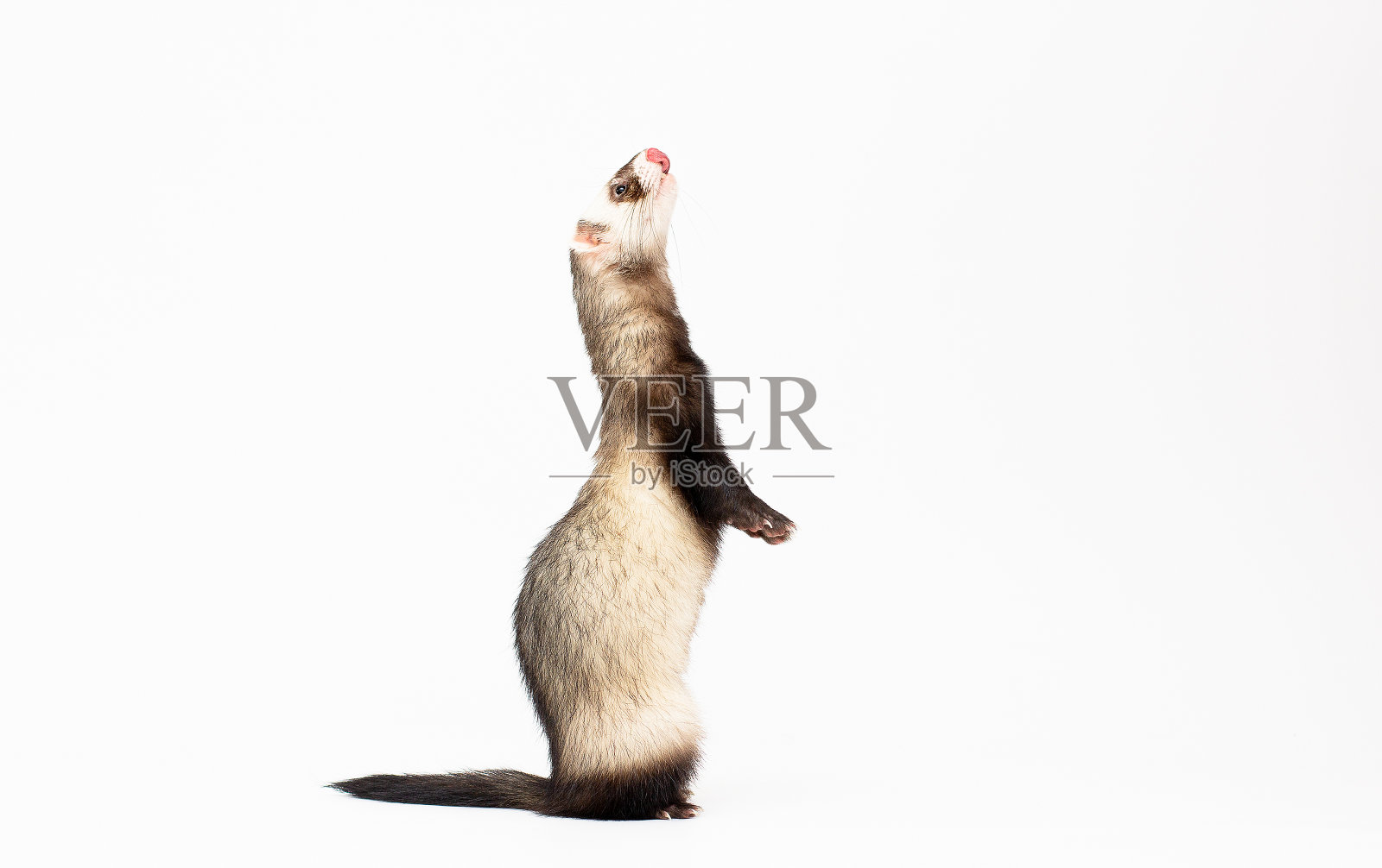 雪貂用后腿站立，仰视，孤立于白色照片摄影图片