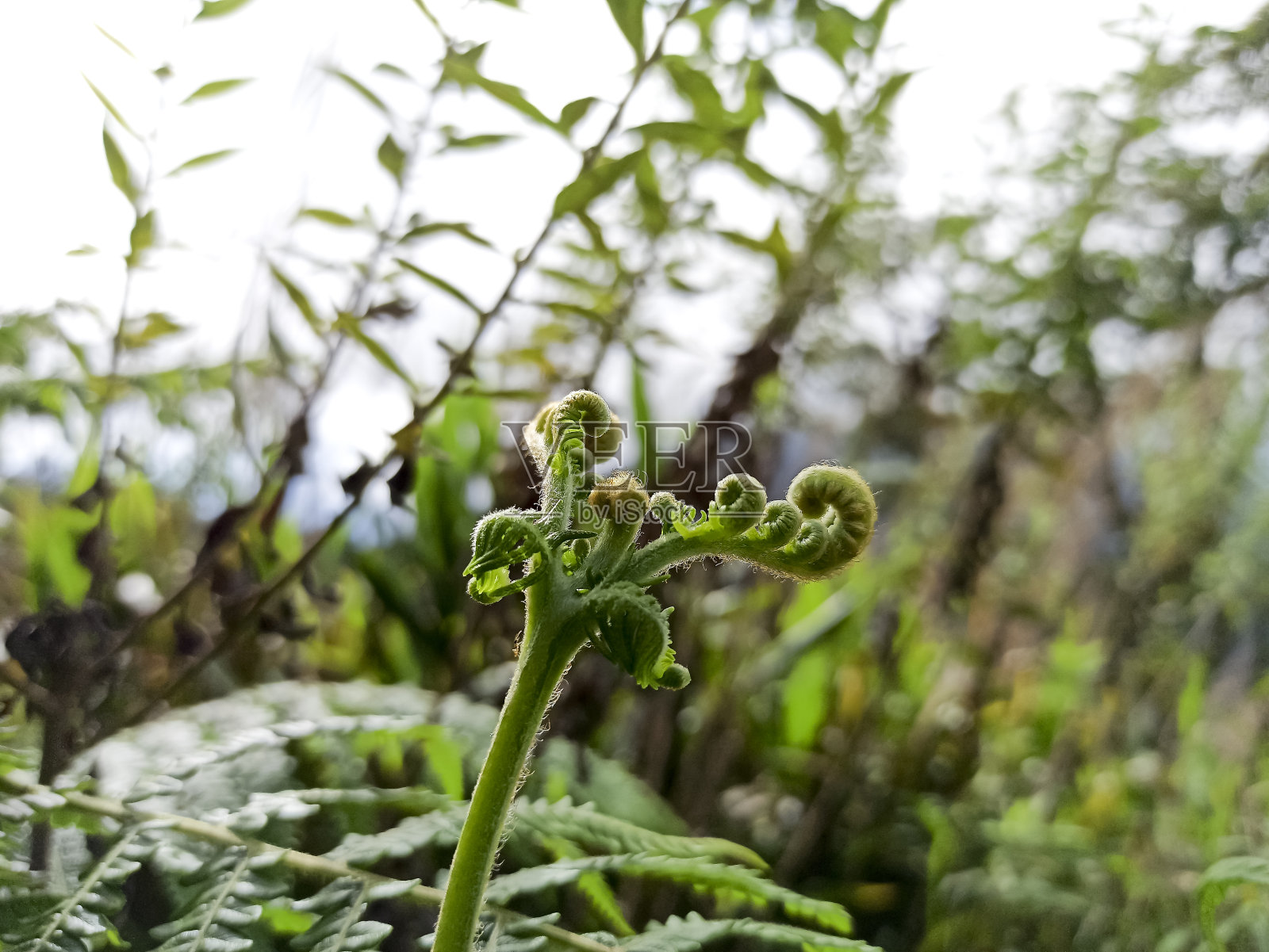 森林里的顶级蕨类植物照片摄影图片