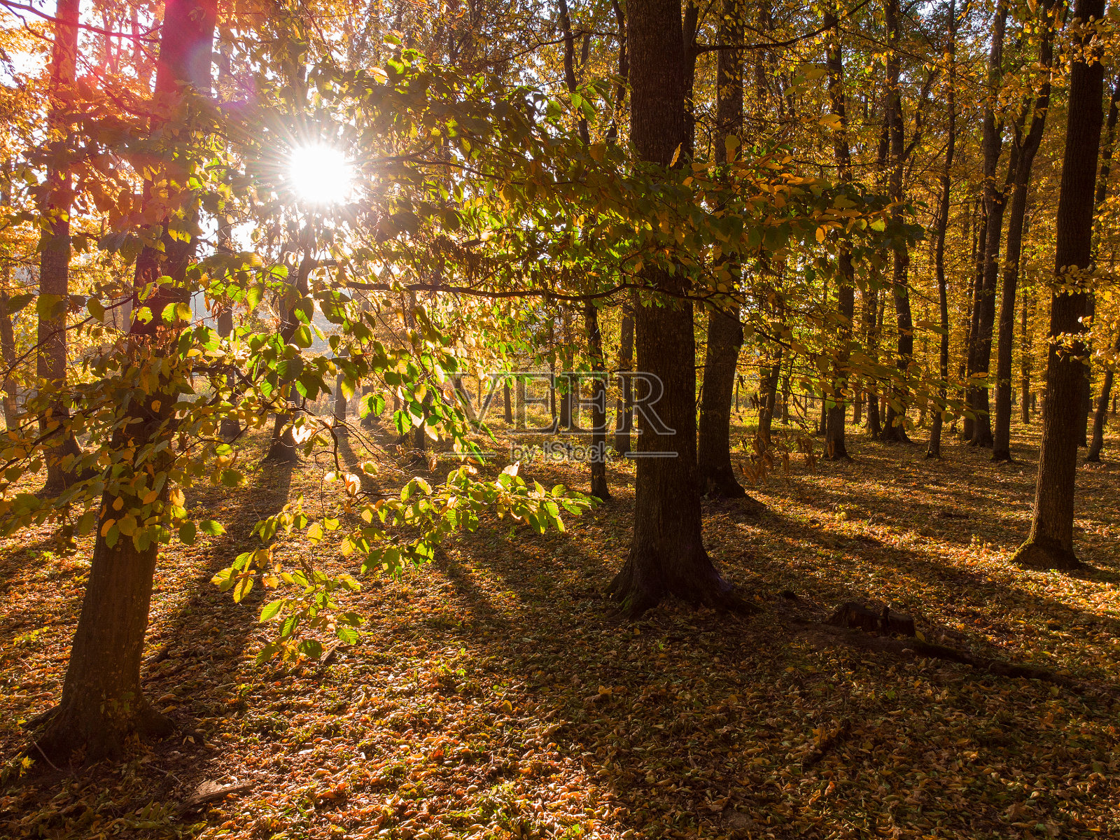五颜六色的树叶在森林的树枝上和树下。清晨的阳光。照片摄影图片