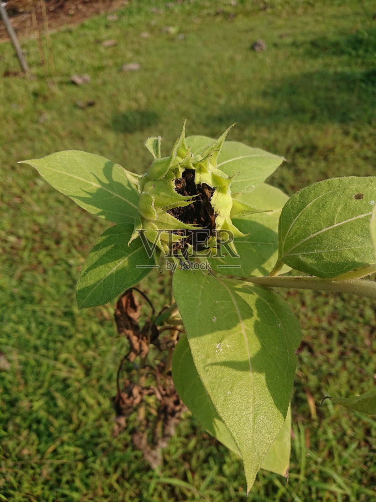2021年10月31日印度尼西亚，小葵花流汗照片摄影图片