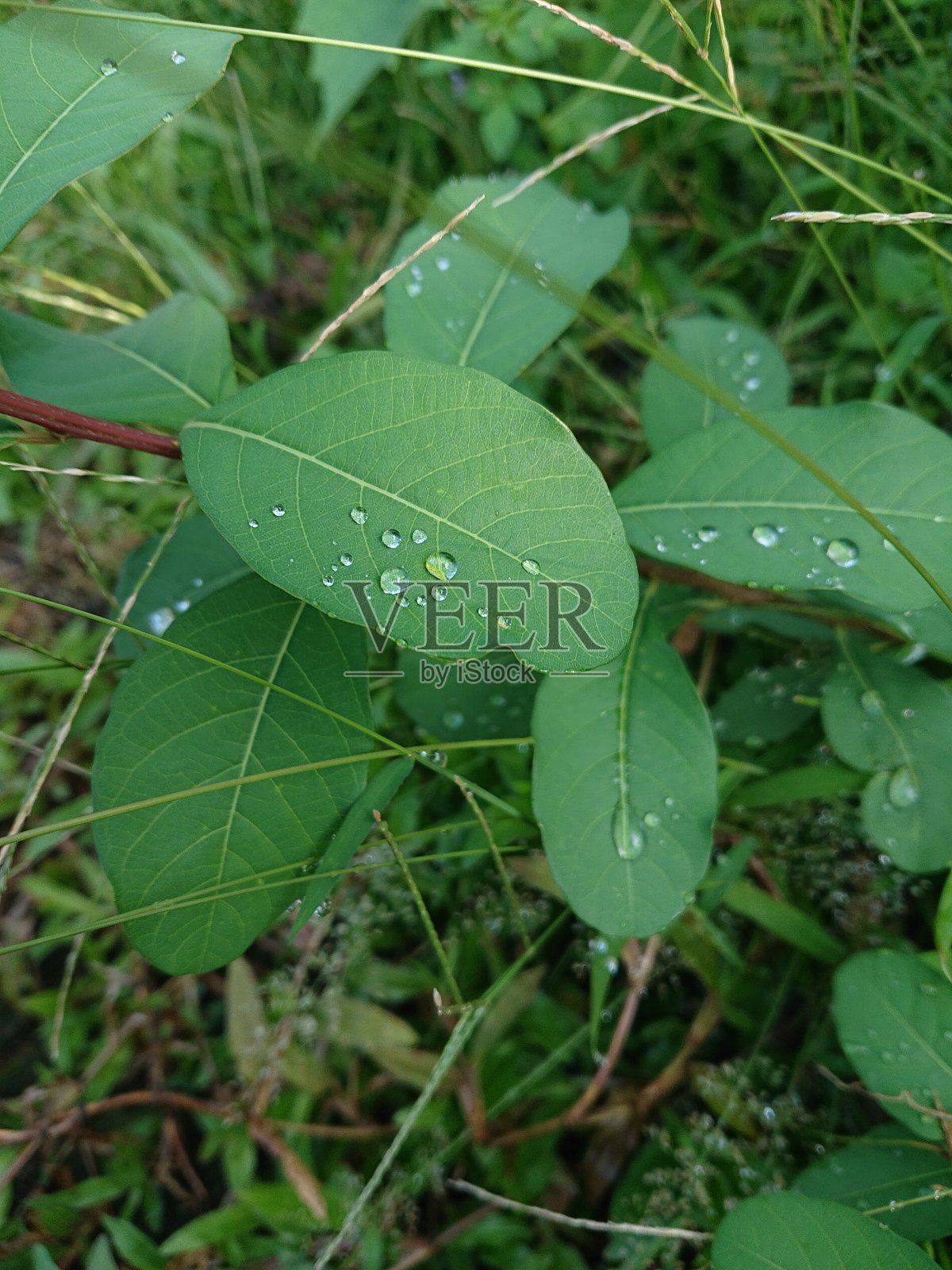 2021年10月31日，雨滴落在树叶上照片摄影图片