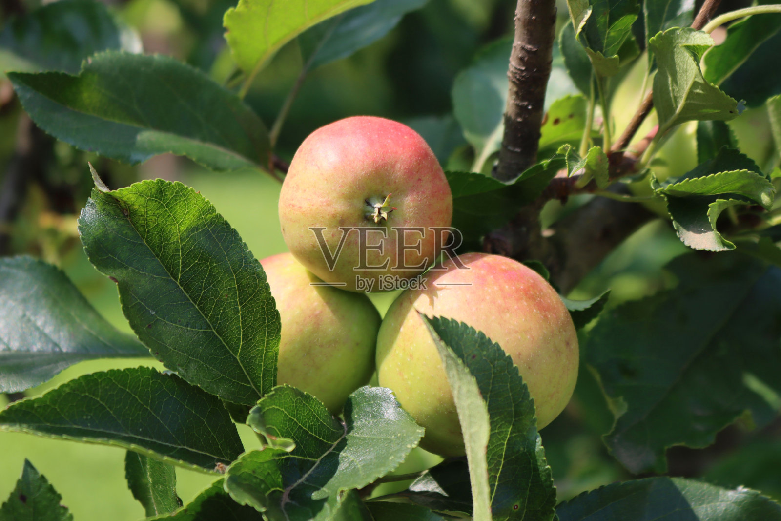 红嘎啦苹果长在果园的树枝上照片摄影图片