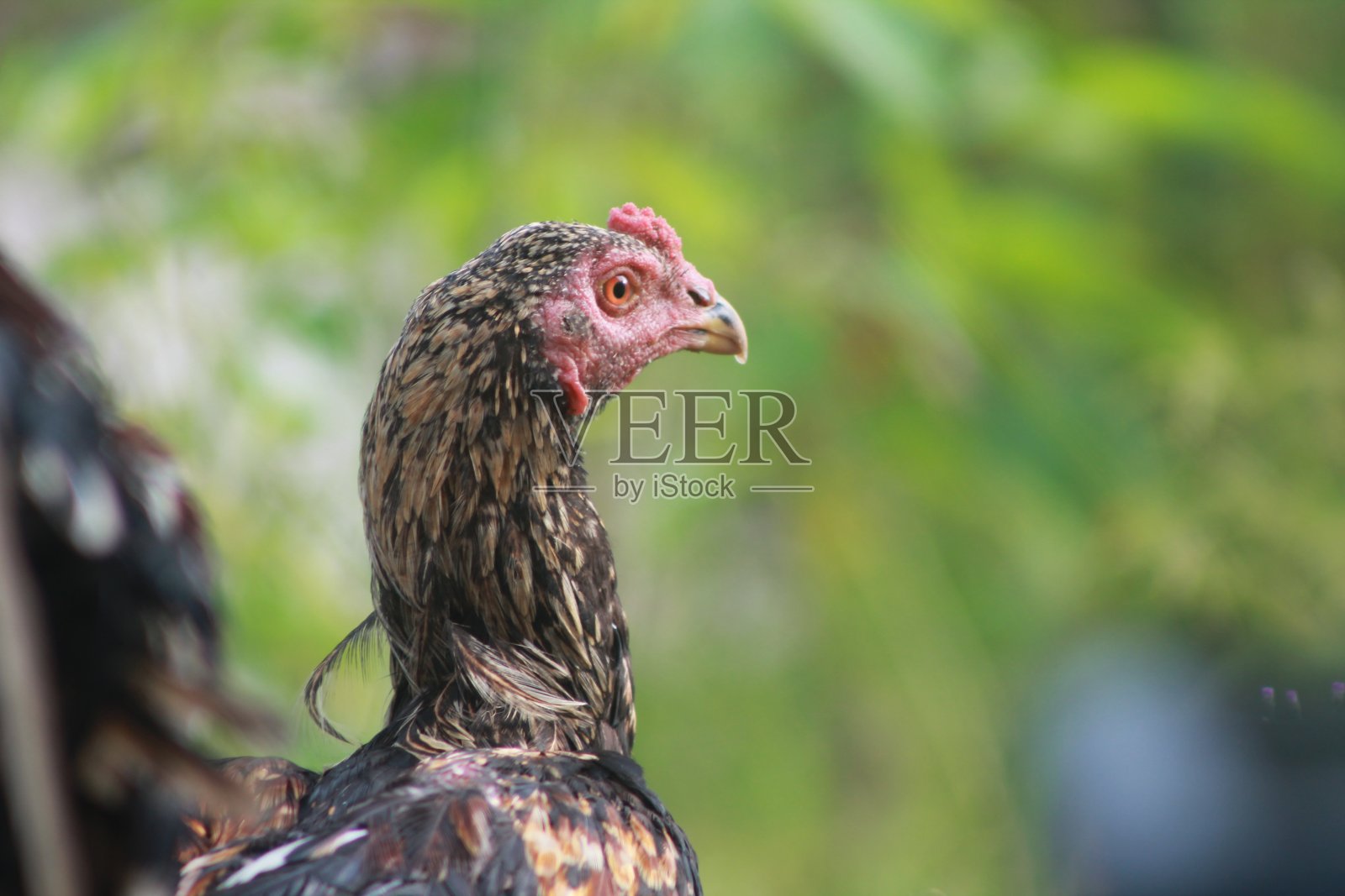 一只鸡照片摄影图片