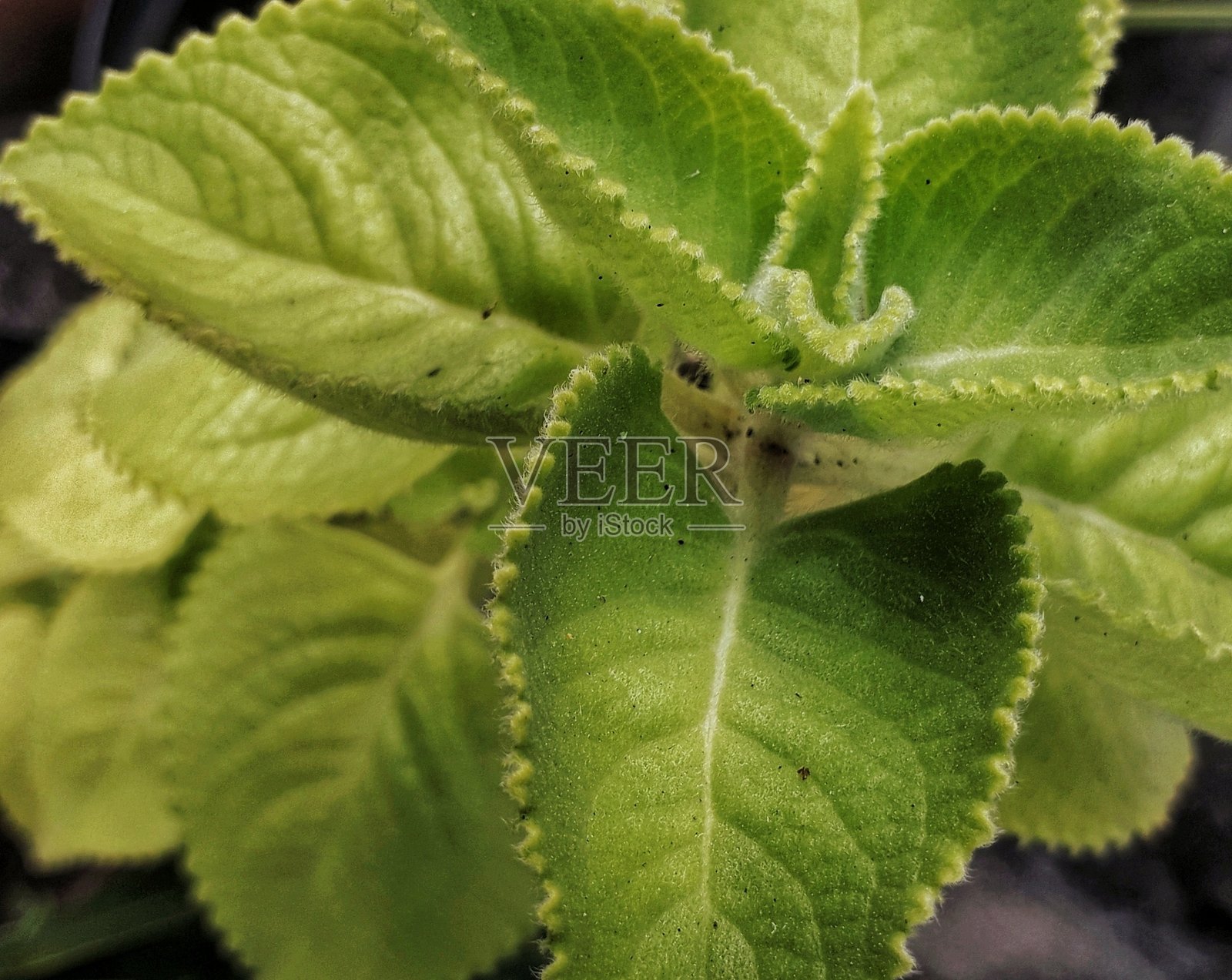 绿叶植物照片摄影图片