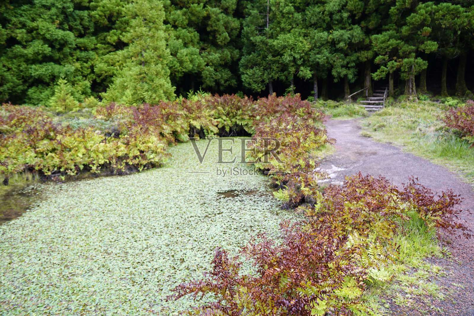 亚速尔群岛SAO miguel岛上令人惊叹的绿色景观照片摄影图片