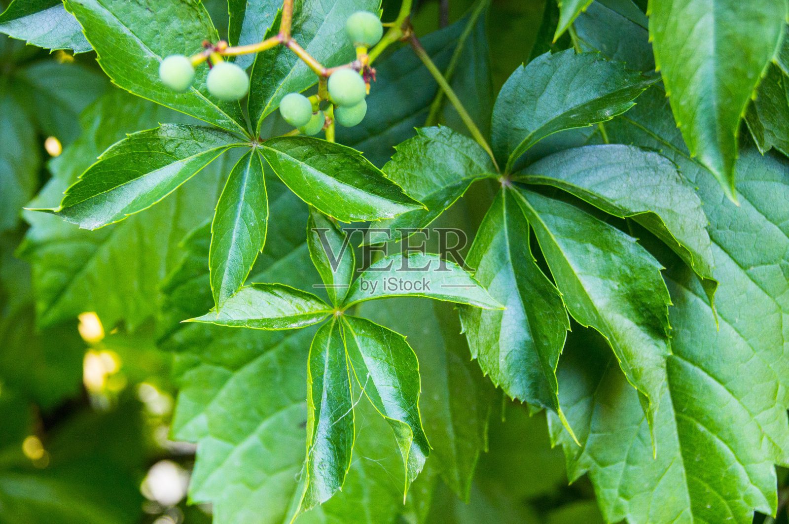 夏季的五叶孤花照片摄影图片