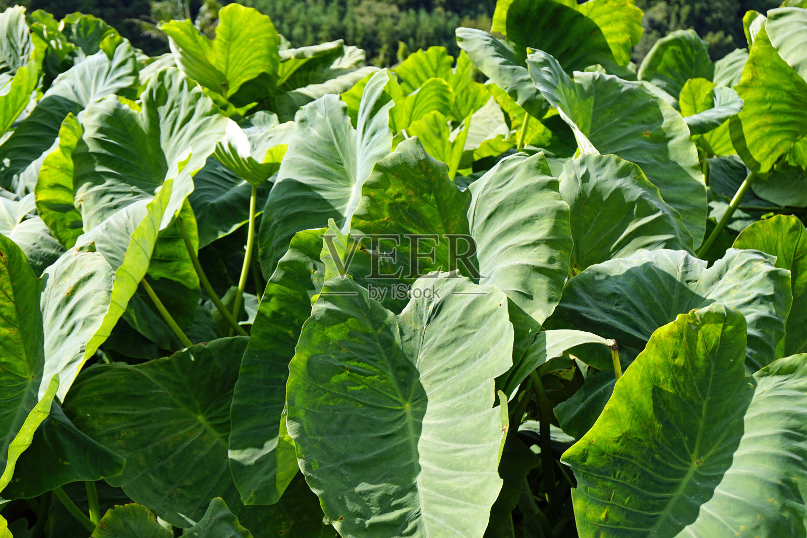 亚速尔群岛SAO miguel岛上令人惊叹的绿色景观照片摄影图片