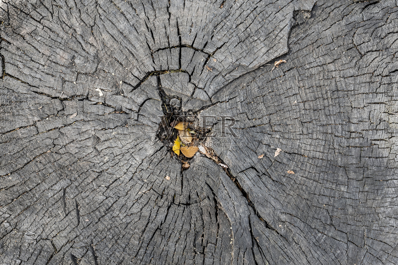 老锯树桩的纹理。照片摄影图片