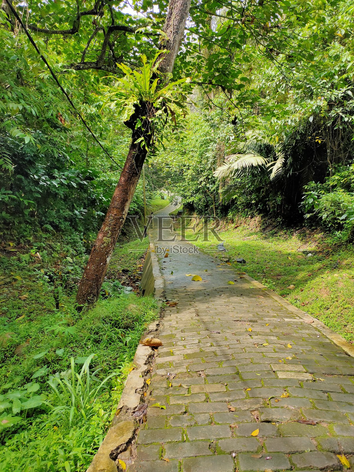 森林中间的一条小路照片摄影图片