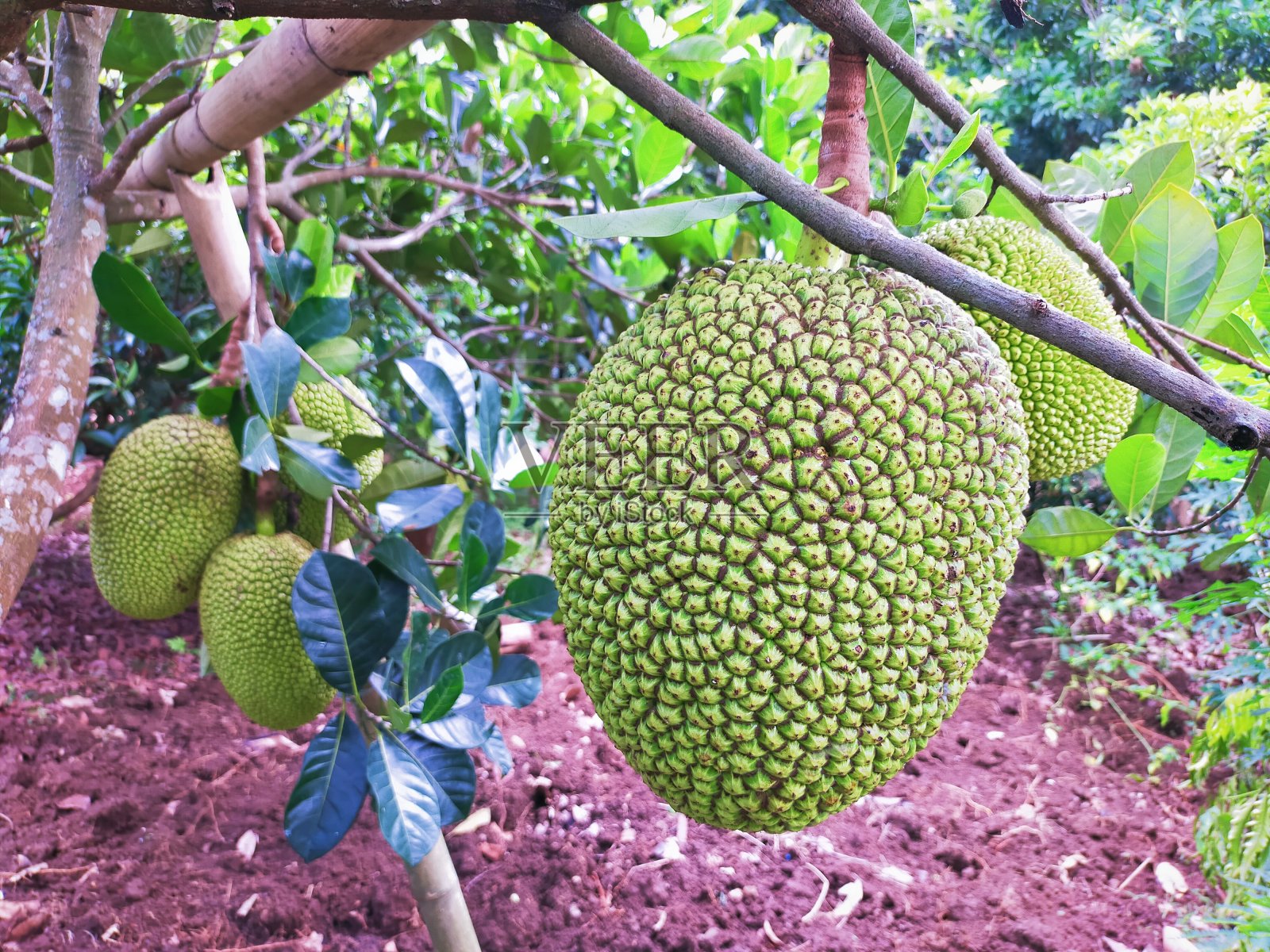 菠萝蜜在树上照片摄影图片