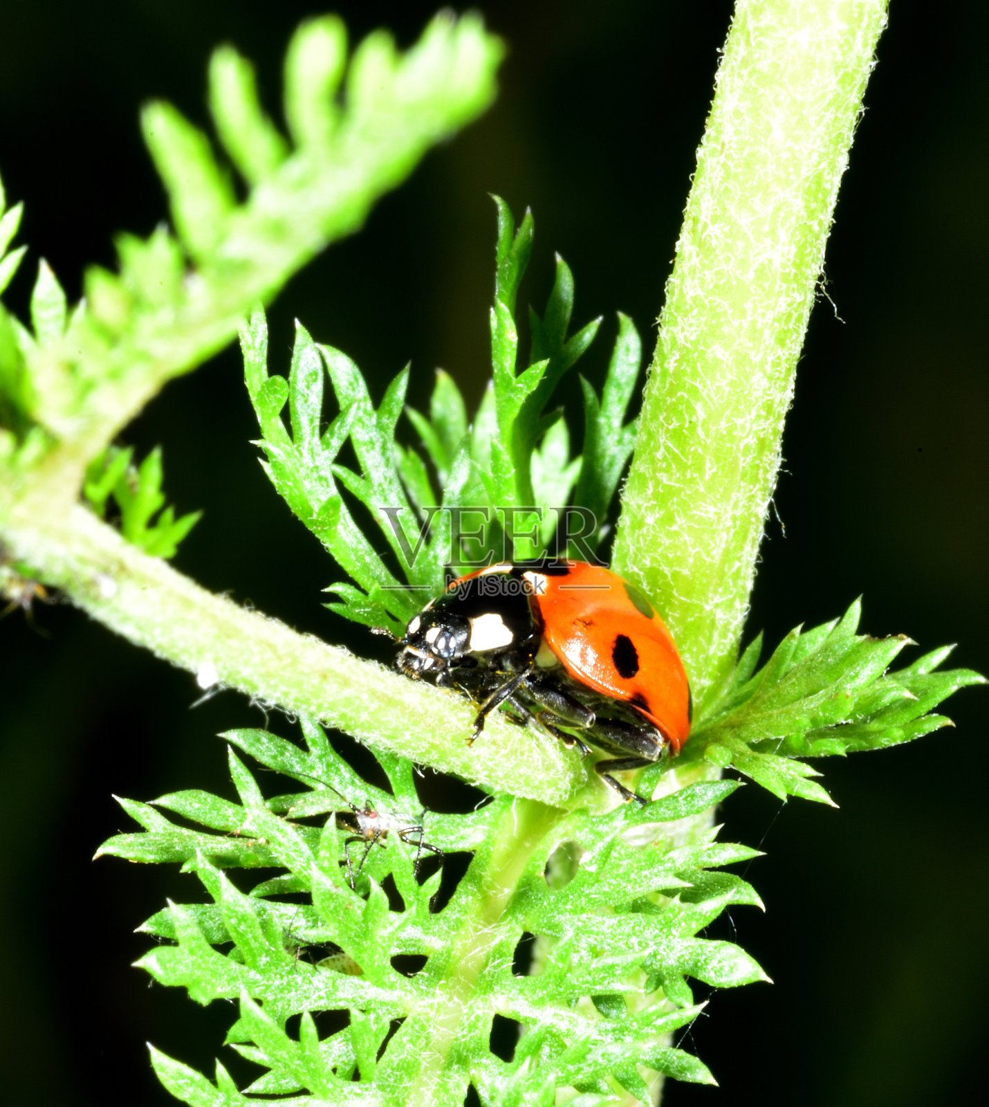 瓢虫在寻找食物照片摄影图片