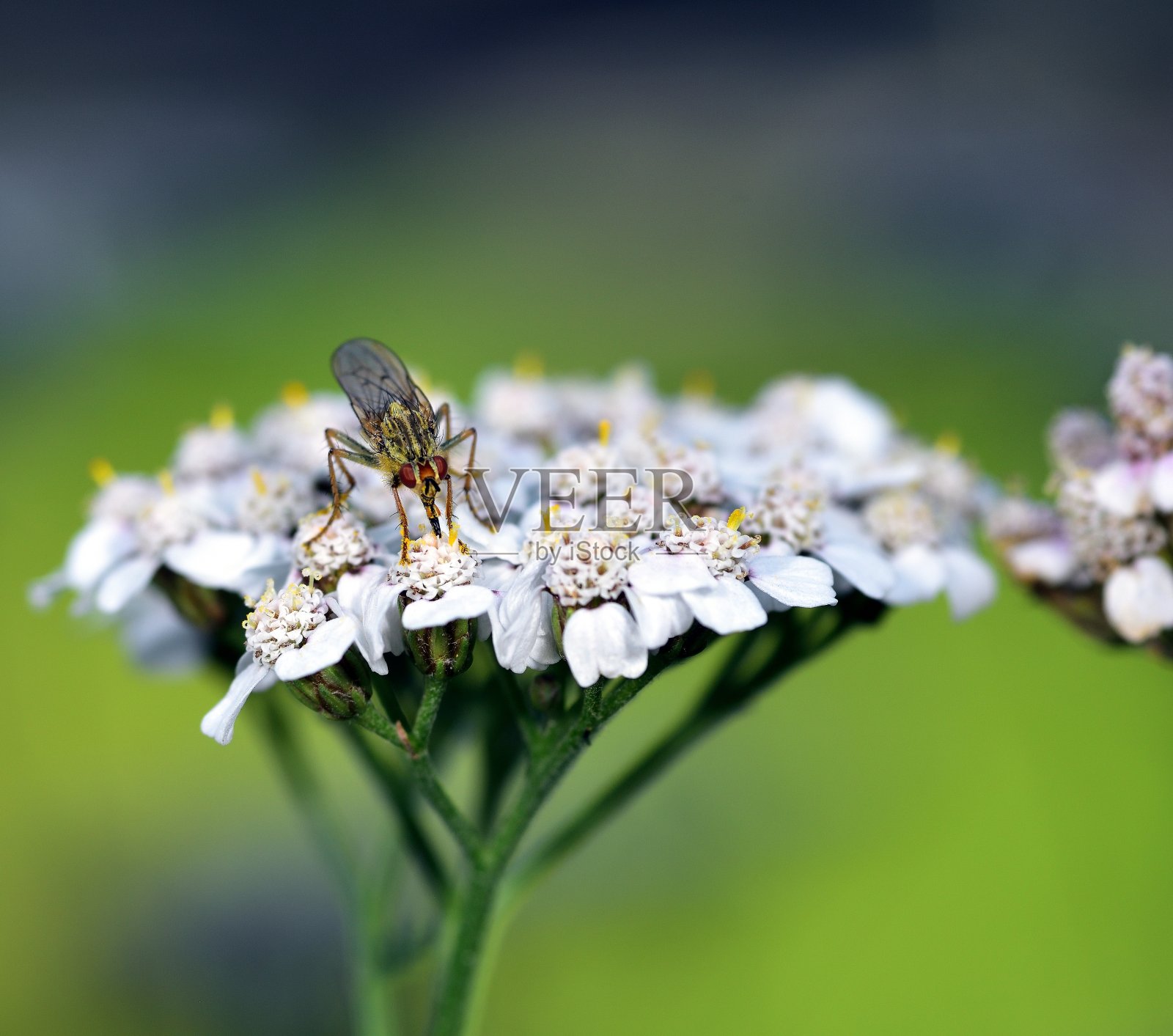 无人机在阳光下沐浴照片摄影图片
