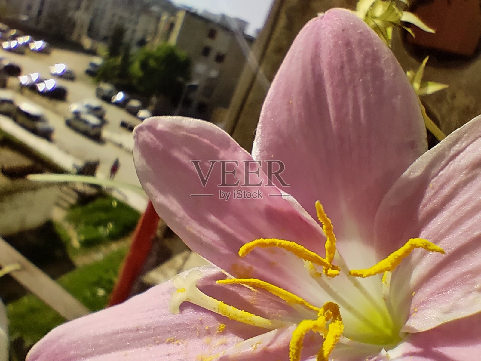 近景百合照片摄影图片