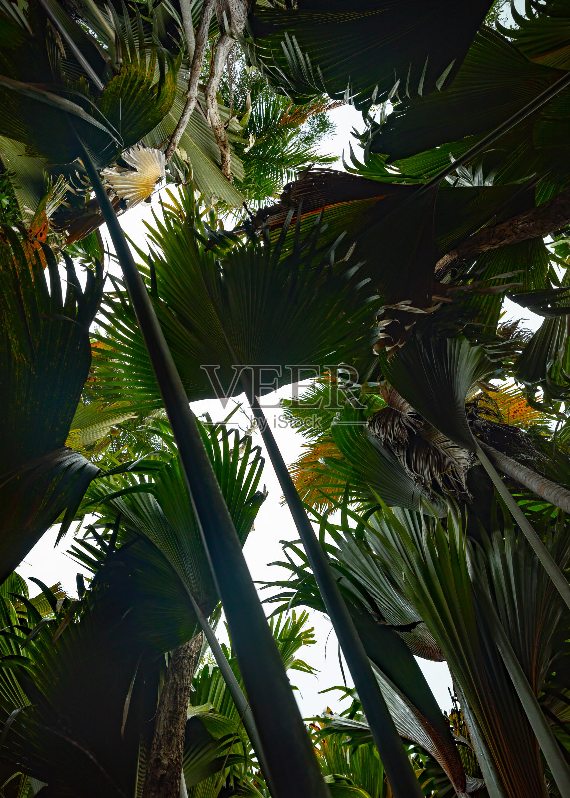 德迈谷棕榈森林。塞舌尔的普拉林岛的五月谷照片摄影图片