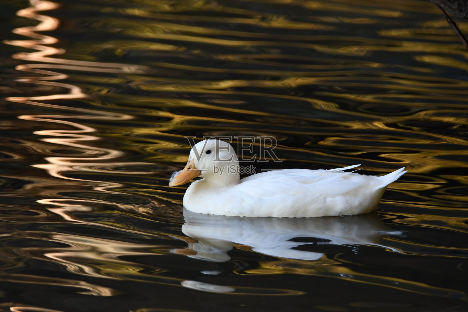 逃跑的家鸭在河里游泳照片摄影图片