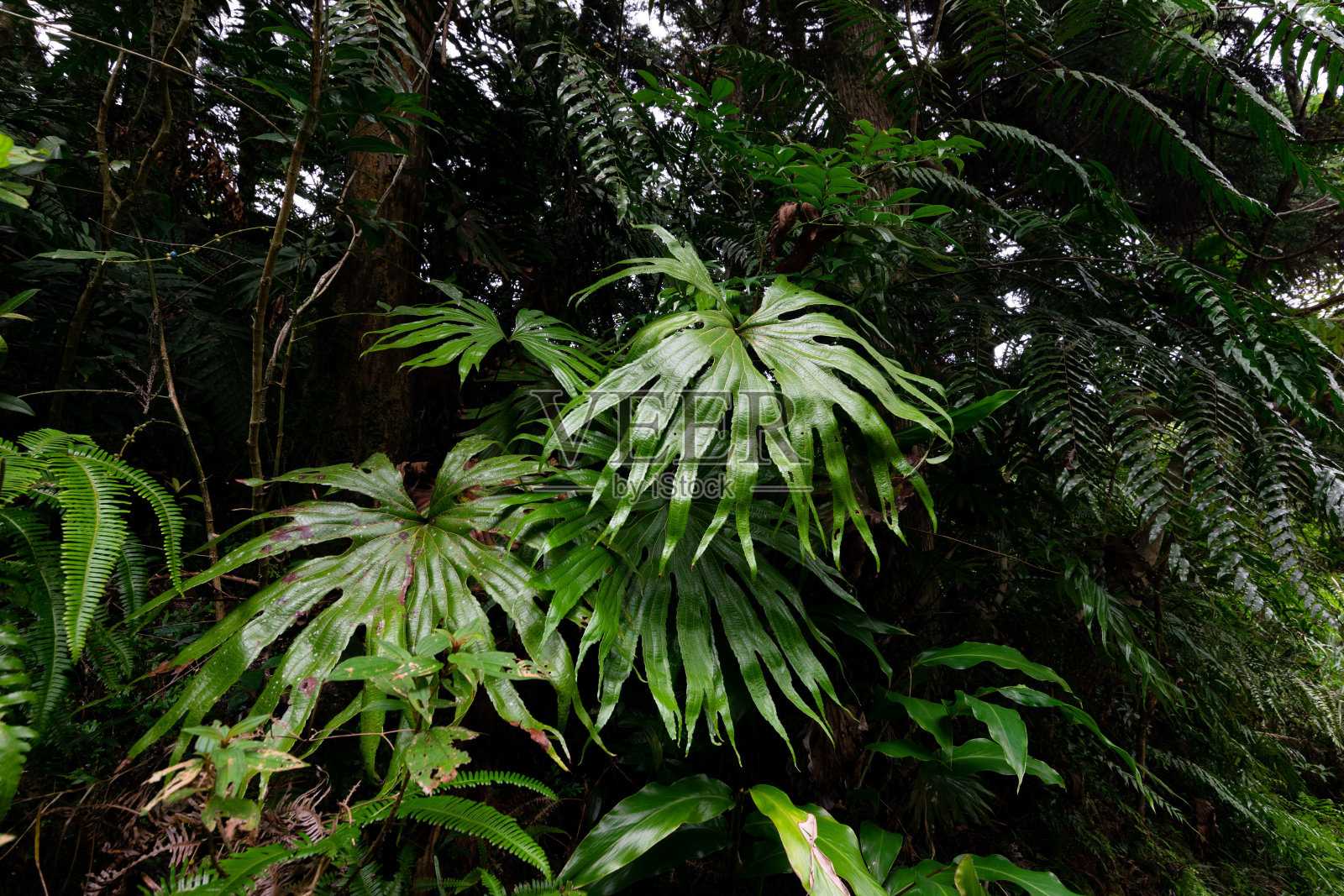 在台湾新北市双溪徒步旅行途中发现的美丽双翅目。照片摄影图片