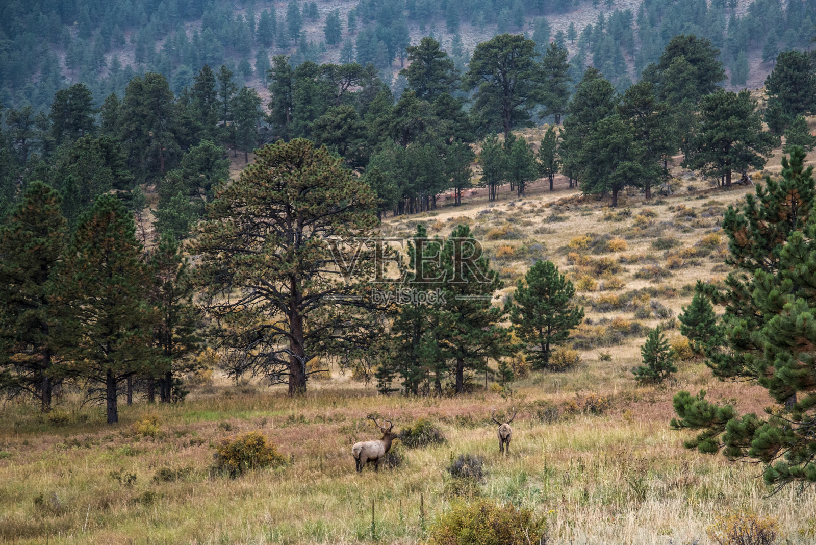 傍晚时分，两只鹿在落基山脉的森林里吃草照片摄影图片