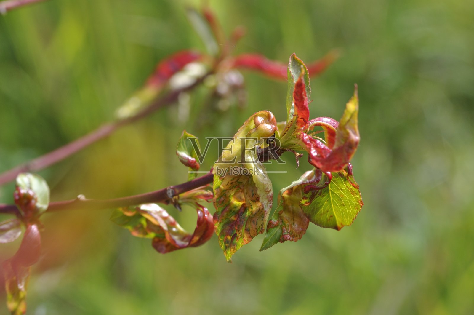 油桃树上的桃泡照片摄影图片