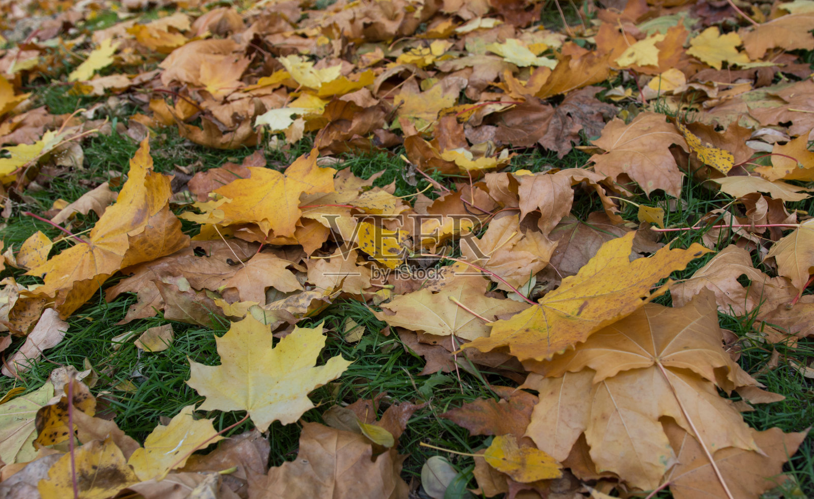 绿色草地上的秋叶背景。照片摄影图片